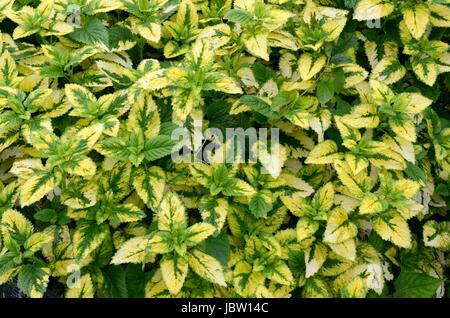 Melissa officinalis Aurea variegated lemon balm Stock Photo