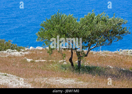 Olivenbaum auf vertrockneter Wiese, Griechenland Stock Photo