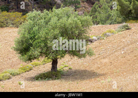 Olivenbaum auf vertrockneter Wiese, Griechenland Stock Photo