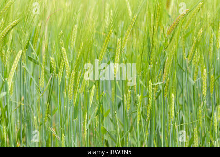 Nahaufnahme von grünen Weizenfeld im Frühling Stock Photo