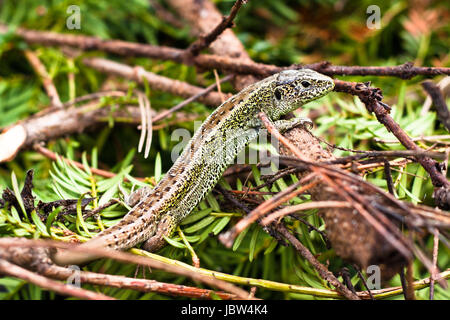 Close up of Sand Lizard - Lacerta Agilis. Stock Photo