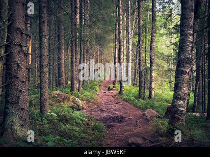 Idyllic landscape with path and primeval forest at summer morning in Koli, Finland Stock Photo