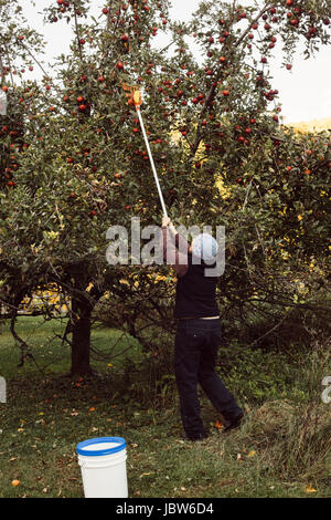 Woman picking apples from tree using fruit picker, rear view Stock Photo