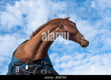 Brown horse portrait outside against blue sky Stock Photo