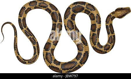 Python vector illustration. Isolated tropical snake  on white background. Stock Vector
