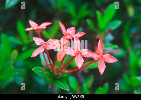 Red Ixora (Coccinea) the Beautiful Flower on background Stock Photo