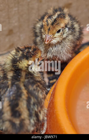 Two-day baby birds of the Japanese quail Stock Photo