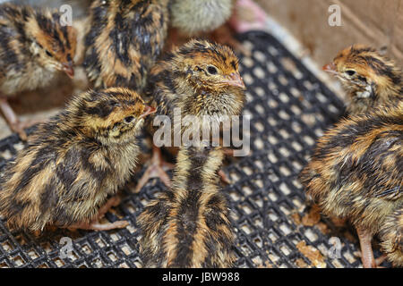 Two-day baby birds of the Japanese quail Stock Photo