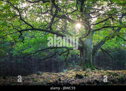 Scenic and big oak with bright sunlight at summer Stock Photo