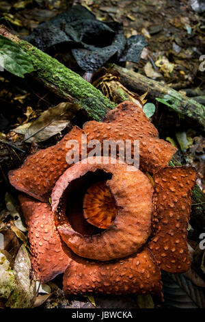 Rafflesia arnoldii the Corpse Flower named for having a putrid smell when in bloom the Rafflesia is a tropical flower inhabiting tropical rainforest Stock Photo
