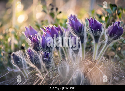 Very rare pulsatilla patens flower in the evening light. Stock Photo