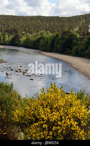 Yellow broom (Cytisus scoparius) in full bloom above the River Dee at Kincardine O'Neil, the oldest village on Royal Deeside. Stock Photo