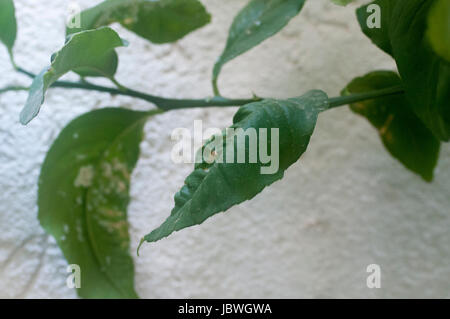 damaged citrus leaf due to Mealy bugs. Photographed in Israel Stock Photo
