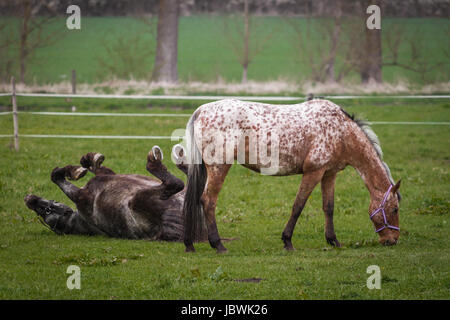 Zwei Pferde auf der Weide, das Weiß Braune mit Tupfen ist beim essen, das Grau Schwarze wältzt sich auf dem Rücken. Stock Photo