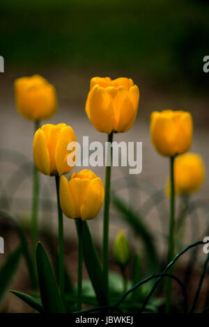 Blooming yellow tulip flowers close up Stock Photo