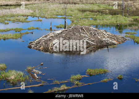 A beaver lodge in Elk Island National Park, Alberta Canada. Stock Photo