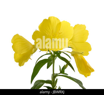 common evening primrose flowers isolated on white Stock Photo