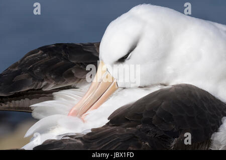 Black browed Albatross Stock Photo