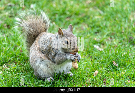 Eastern Gray Squirrel eating a peanut in Montreal - Quebec, Canada Stock Photo