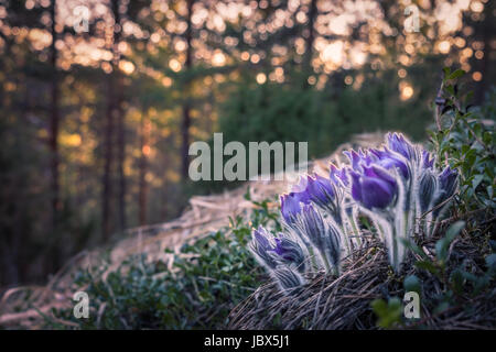 Very rare pulsatilla patens flower in the evening light and nice Stock Photo