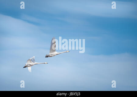 Two swans flying against blue sky Stock Photo
