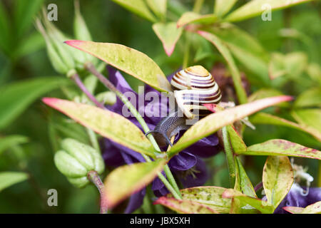 White-Lipped Snail (Cepaea hortensis) feeding on garden plants, UK. Stock Photo