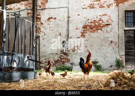 Rooster and chickens in organic farm yard Stock Photo