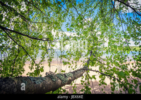 Birch tree with green leaf and beach landscape at bright summer day in Finland Stock Photo
