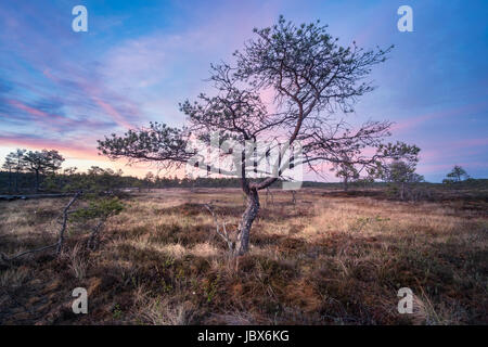 Little tree with sunrise at summer night in National Park, Torronsuo, Finland Stock Photo