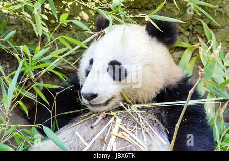 A cute adorable lazy baby giant Panda bear eating bamboo. The Ailuropoda melanoleuca is distinct by the large black patches around its eyes, over the ears, and across its round body. Stock Photo