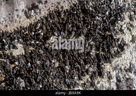 Densely packed breeding colony of common murres / common guillemots (Uria aalge) nesting in spring on rock ledges in sea cliff face, Scotland, UK Stock Photo