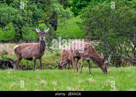 Red deer (Cervus elaphus) stags with antlers covered in velvet grazing in grassland in the rain in the Scottish Highlands in spring, Scotland, UK Stock Photo