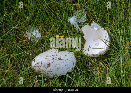 Predated egg shells of razorbill (Alca torda) broken and eaten by herring gull or great skua, Scotland, UK Stock Photo