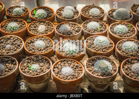 Cactus growing in small clay pots inside the acclimatization greenhouse in the Botanical Garden in Cagliari, Sardinia. Stock Photo