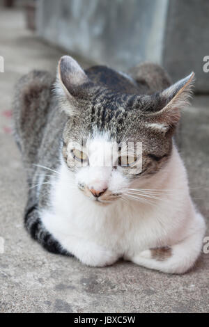 Siamese cat laying down in home garden Stock Photo