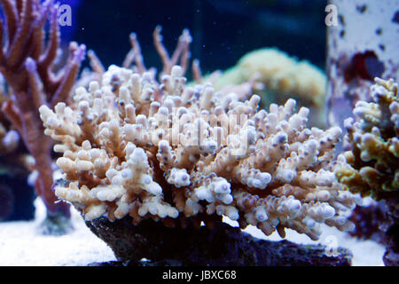 A coral farm: corals were grown under artificial sunlight on plastic rack Stock Photo