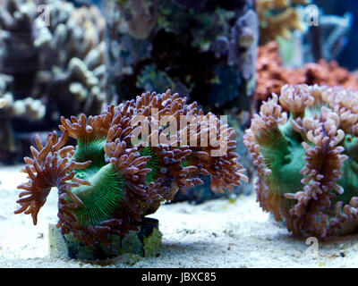 A coral farm: corals were grown under artificial sunlight Stock Photo