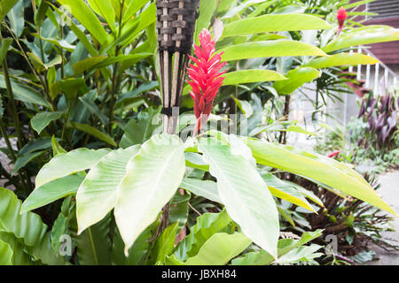 Galangal red flowers plant in home stay Stock Photo