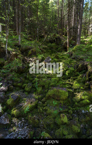 Dry course of a stream with mossy stones in the enchanted forest, Ramsau, Berchtesgadener Land, Upper Bavaria, Germany Stock Photo