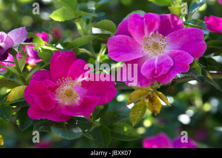 Flowering wild rose (Rosa), Bavaria, Germany Stock Photo