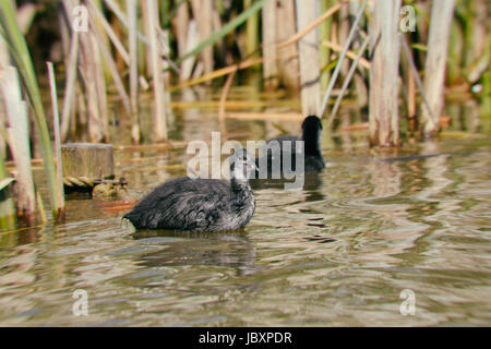 Older coot duckling amongst the reed bed in late spring Stock Photo