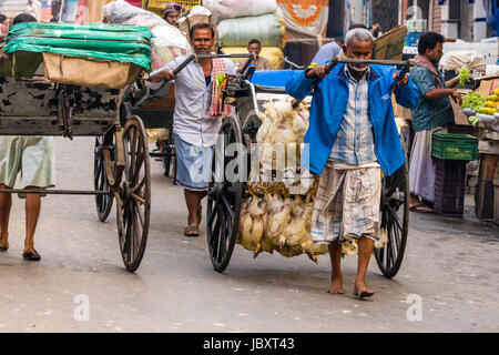 Chicken are bound together and transported by pull rickshaw in the suburb New Market Stock Photo