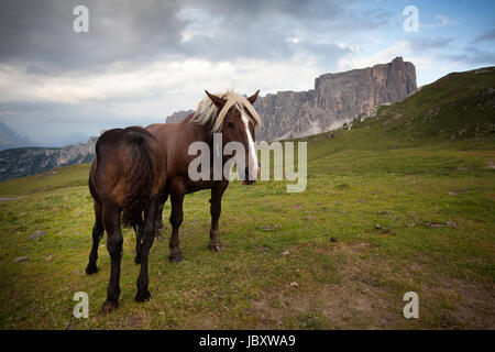 Two brown horses grazing on a meadow, Dolomites, Italy. Stock Photo