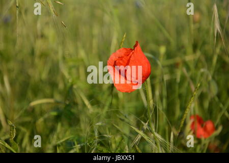 Clap poppy  (  Papaver rhoeas  )  on the meadow Stock Photo