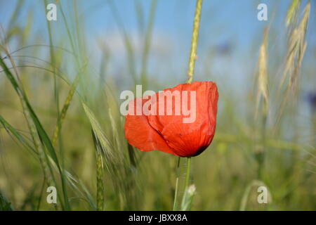 Clap poppy  (  Papaver rhoeas  )  on the meadow Stock Photo