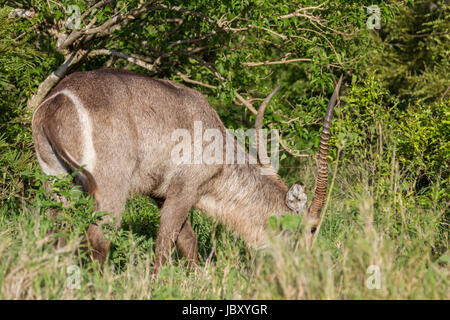 Waterbuck (Kobus ellipsiprymnus) Stock Photo