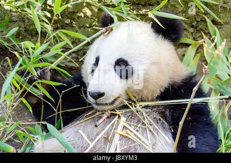 A cute adorable lazy baby giant Panda bear eating bamboo. The Ailuropoda melanoleuca is distinct by the large black patches around its eyes, over the ears, and across its round body. Stock Photo