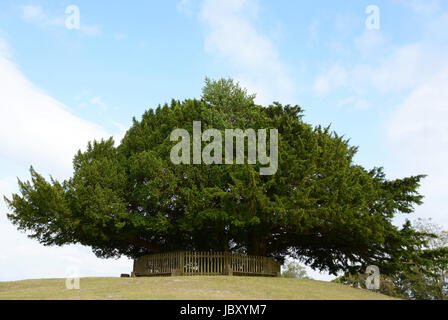 Large yew tree on Bolton's Bench hillock in Lyndhurst in the New Forest, Hampshire, England Stock Photo
