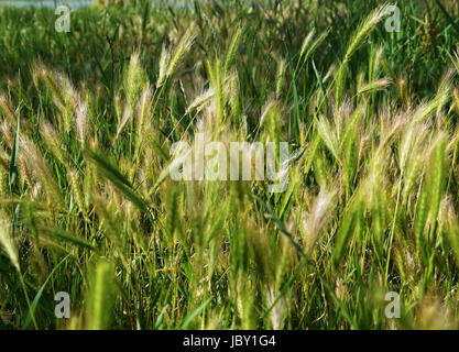 Green young seed grass in spring in park Stock Photo