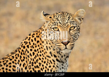 Portrait of a leopard (Panthera pardus), Sabie-Sand nature reserve, South Africa Stock Photo